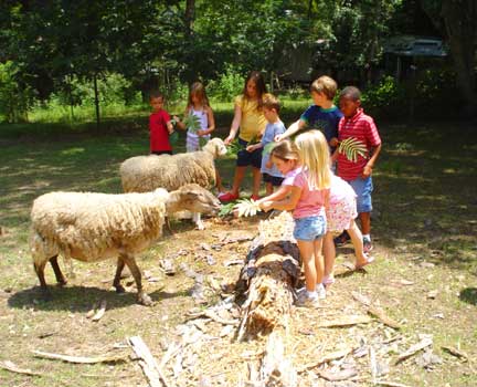 kids feeding sheep in pasture