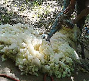 Shearing Missy