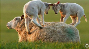lambs playing