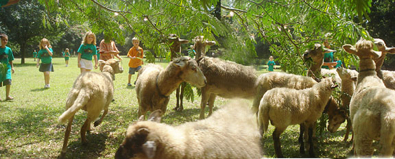 kids and sheep in pasture